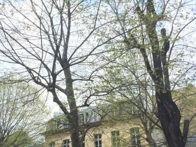 Sind dies dieselben Bäume, auf die Paula Modersohn-Becker aus ihrem Zimmer geblickt hat? Foto: Marie Darrieussecq