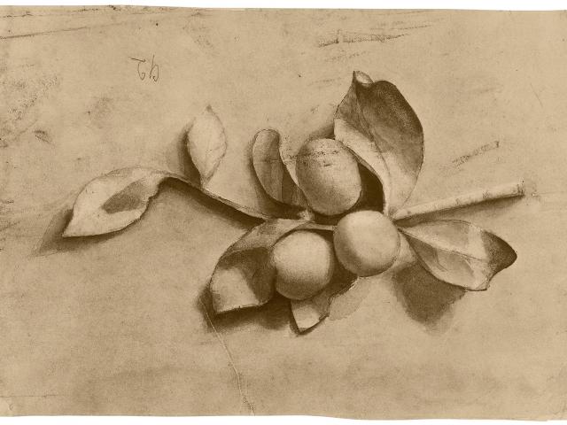 Pflaumenzweig, London 1892, Sepia, 24,8 x 35,5 cm Copyright